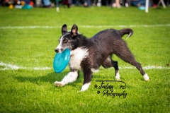 Dogfrisbee-Joey